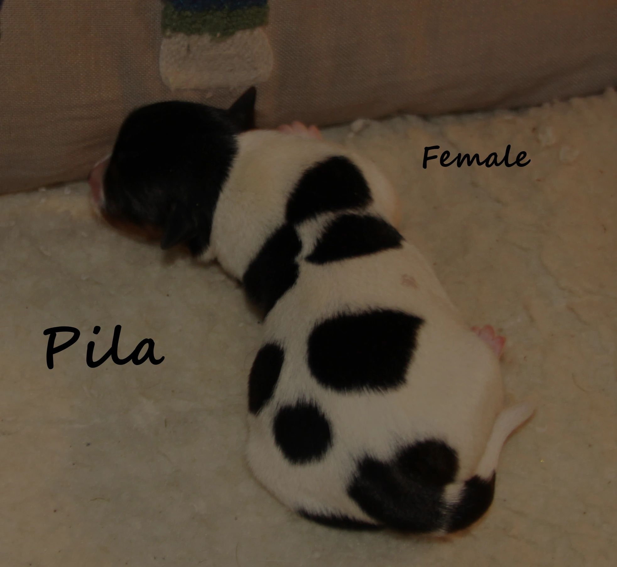 Do dogs know colors?